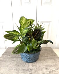 Tin Dish Garden from Aladdin's Floral in Idaho Falls